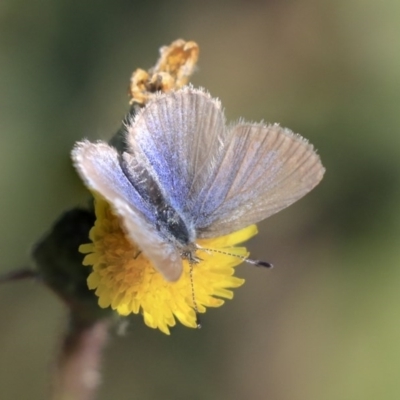 Zizina otis (Common Grass-Blue) at Higgins, ACT - 17 Jun 2020 by AlisonMilton