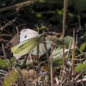 Pieris rapae at Higgins, ACT - 17 Jun 2020