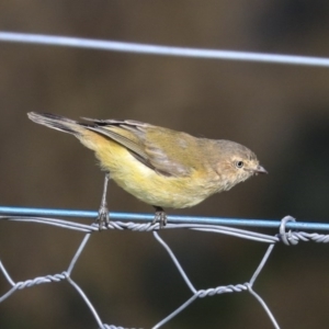 Smicrornis brevirostris at Holt, ACT - 17 Jun 2020