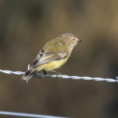 Smicrornis brevirostris at Holt, ACT - 17 Jun 2020