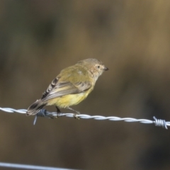 Smicrornis brevirostris at Holt, ACT - 17 Jun 2020