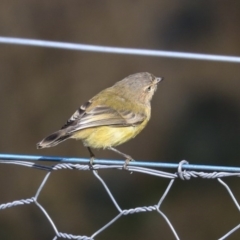 Smicrornis brevirostris at Holt, ACT - 17 Jun 2020