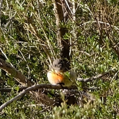 Petroica boodang (Scarlet Robin) at Coree, ACT - 18 Jun 2020 by Kurt