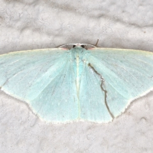 Chlorocoma assimilis at Ainslie, ACT - 19 Jun 2020