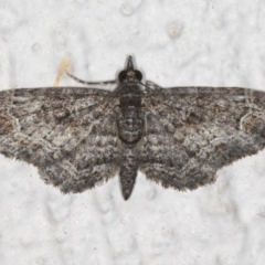 Chloroclystis catastreptes (Green and Brown Carpet) at Ainslie, ACT - 19 Jun 2020 by jbromilow50