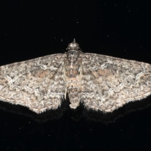 Pasiphilodes testulata at Ainslie, ACT - 19 Jun 2020