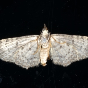 Pasiphilodes testulata at Ainslie, ACT - 19 Jun 2020