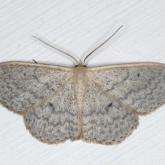 Scopula optivata (Varied Wave) at Ainslie, ACT - 19 Jun 2020 by jbromilow50