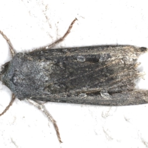 Agrotis infusa at Ainslie, ACT - 19 Jun 2020