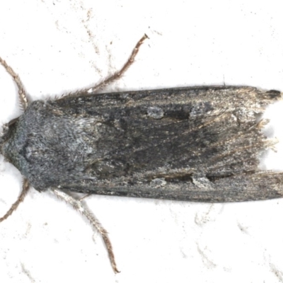 Agrotis infusa (Bogong Moth, Common Cutworm) at Ainslie, ACT - 19 Jun 2020 by jbromilow50