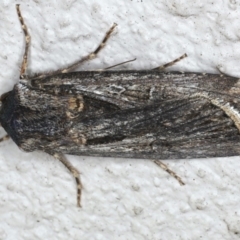 Agrotis munda (Brown Cutworm) at Ainslie, ACT - 19 Jun 2020 by jb2602