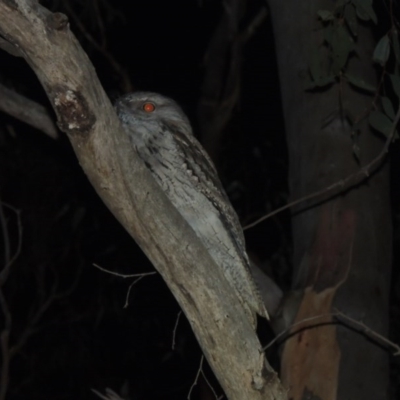 Podargus strigoides (Tawny Frogmouth) at Yarralumla, ACT - 29 Feb 2020 by michaelb