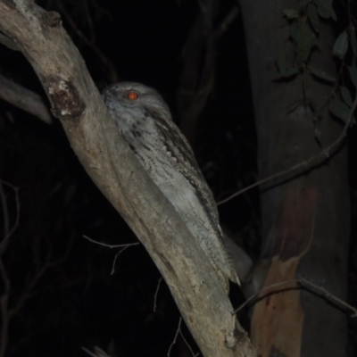 Podargus strigoides (Tawny Frogmouth) at Yarralumla, ACT - 29 Feb 2020 by MichaelBedingfield