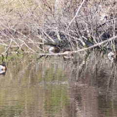 Tachybaptus novaehollandiae (Australasian Grebe) at Bega, NSW - 18 Jun 2020 by MatthewHiggins