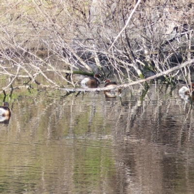 Tachybaptus novaehollandiae (Australasian Grebe) at Bega, NSW - 18 Jun 2020 by MatthewHiggins