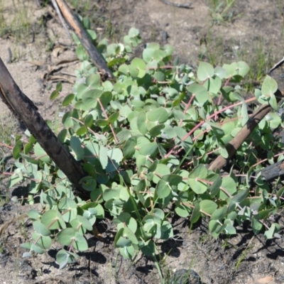 Eucalyptus sturgissiana (Ettrema Mallee) at Tianjara, NSW - 19 Feb 2020 by plants