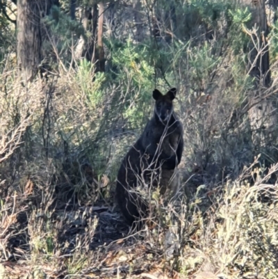 Wallabia bicolor (Swamp Wallaby) at Mount Jerrabomberra QP - 20 Jun 2020 by Speedsta