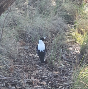 Gymnorhina tibicen at Queanbeyan West, NSW - 14 Jun 2020