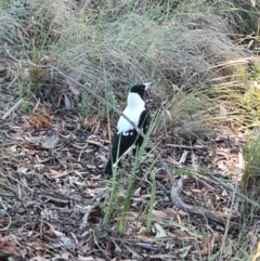 Gymnorhina tibicen at Queanbeyan West, NSW - 14 Jun 2020 11:42 AM