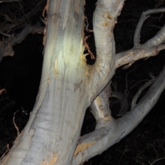 Eucalyptus rossii (Inland Scribbly Gum) at Yarralumla, ACT - 29 Feb 2020 by MichaelBedingfield