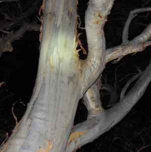 Eucalyptus rossii at Yarralumla, ACT - 29 Feb 2020 10:25 PM