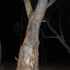 Eucalyptus rossii at Yarralumla, ACT - 29 Feb 2020 10:25 PM