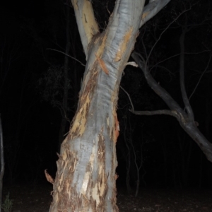 Eucalyptus rossii at Yarralumla, ACT - 29 Feb 2020 10:25 PM
