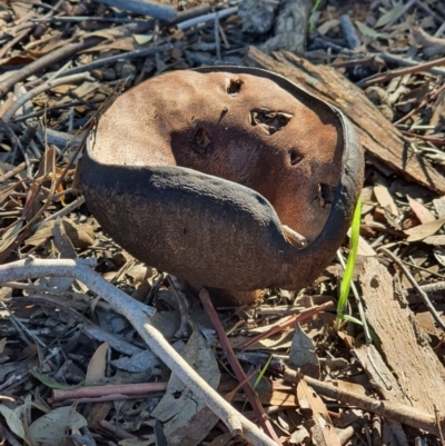 Unidentified Fungus at Queanbeyan West, NSW - 15 Apr 2020 by Speedsta