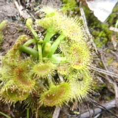 Drosera (genus) (A Sundew) at Murrumbateman, NSW - 20 Jun 2020 by GeoffRobertson