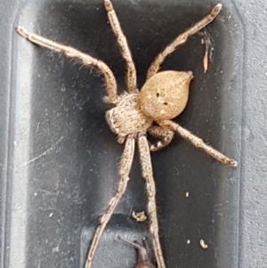 Neosparassus calligaster at Holt, ACT - 20 Jun 2020