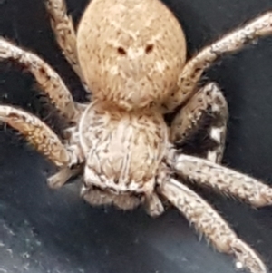 Neosparassus calligaster at Holt, ACT - 20 Jun 2020