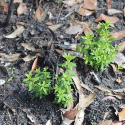 Platysace lanceolata (Shrubby Platysace) at Boolijah, NSW - 8 Mar 2020 by plants