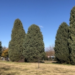 Cupressus sempervirens (Mediterranean Cypress) at Hughes, ACT - 17 Jun 2020 by ruthkerruish