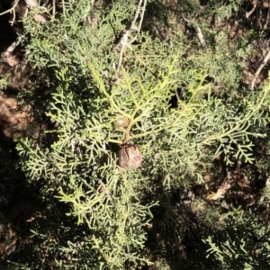 Cupressus sempervirens at Hughes, ACT - 18 Jun 2020