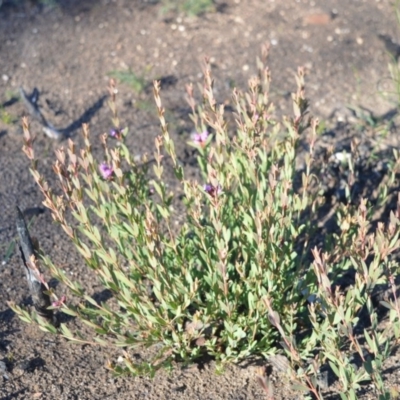 Melaleuca thymifolia (Thyme Honey-myrtle) at Yerriyong, NSW - 14 Jun 2020 by plants