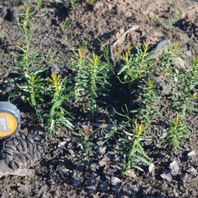 Banksia ericifolia (Heath Banksia) at Jerrawangala, NSW - 14 Jun 2020 by plants