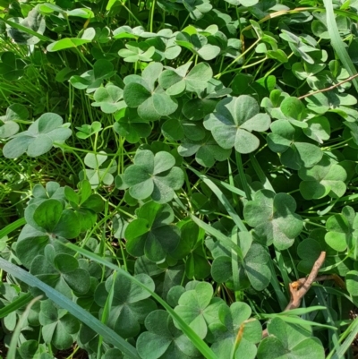 Oxalis sp. (Wood Sorrel) at Oaks Estate, ACT - 30 May 2020 by Speedsta