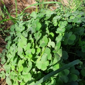 Oxalis sp. at Oaks Estate, ACT - 30 May 2020