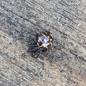 Steatoda capensis at Queanbeyan West, NSW - 30 May 2020 03:02 PM