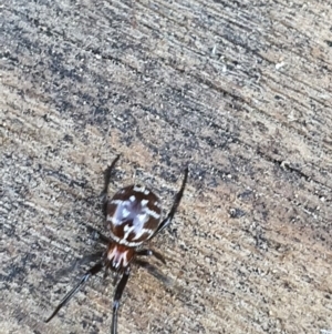 Steatoda capensis at Queanbeyan West, NSW - 30 May 2020 03:02 PM