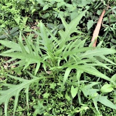 Solanum aviculare (Kangaroo Apple) at Yalwal, NSW - 6 May 2020 by plants