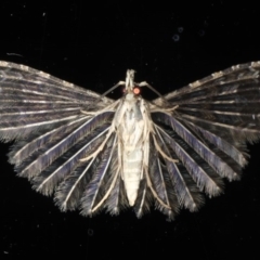 Alucita phricodes at Ainslie, ACT - 20 Jun 2020