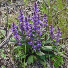 Ajuga australis (Austral Bugle) at Farrer Ridge - 10 Nov 2010 by galah681