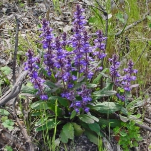 Ajuga australis at Farrer, ACT - 11 Nov 2010