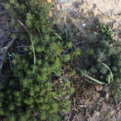 Pultenaea subspicata (Low Bush-pea) at MTR591 at Gundaroo - 16 May 2020 by MaartjeSevenster