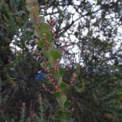 Acacia pravissima (Wedge-leaved Wattle, Ovens Wattle) at Murrumbateman, NSW - 20 Jun 2020 by AndyRussell
