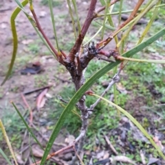 Acacia implexa at Majura, ACT - 20 Jun 2020 08:30 PM