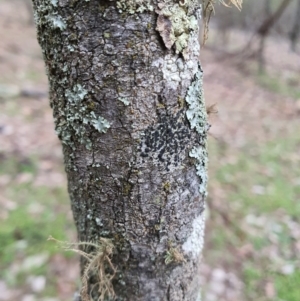 Acacia decurrens at Majura, ACT - 19 Jun 2020