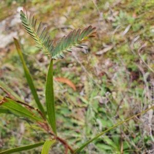 Acacia implexa at Watson, ACT - 19 Jun 2020