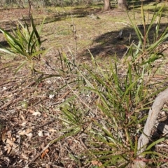 Acacia implexa (Hickory Wattle, Lightwood) at Watson, ACT - 19 Jun 2020 by sbittinger